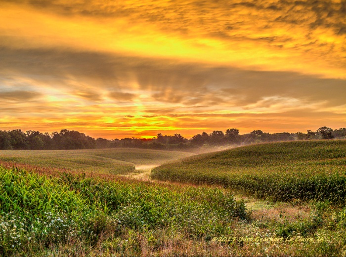 Golden Cornfield Sunrise